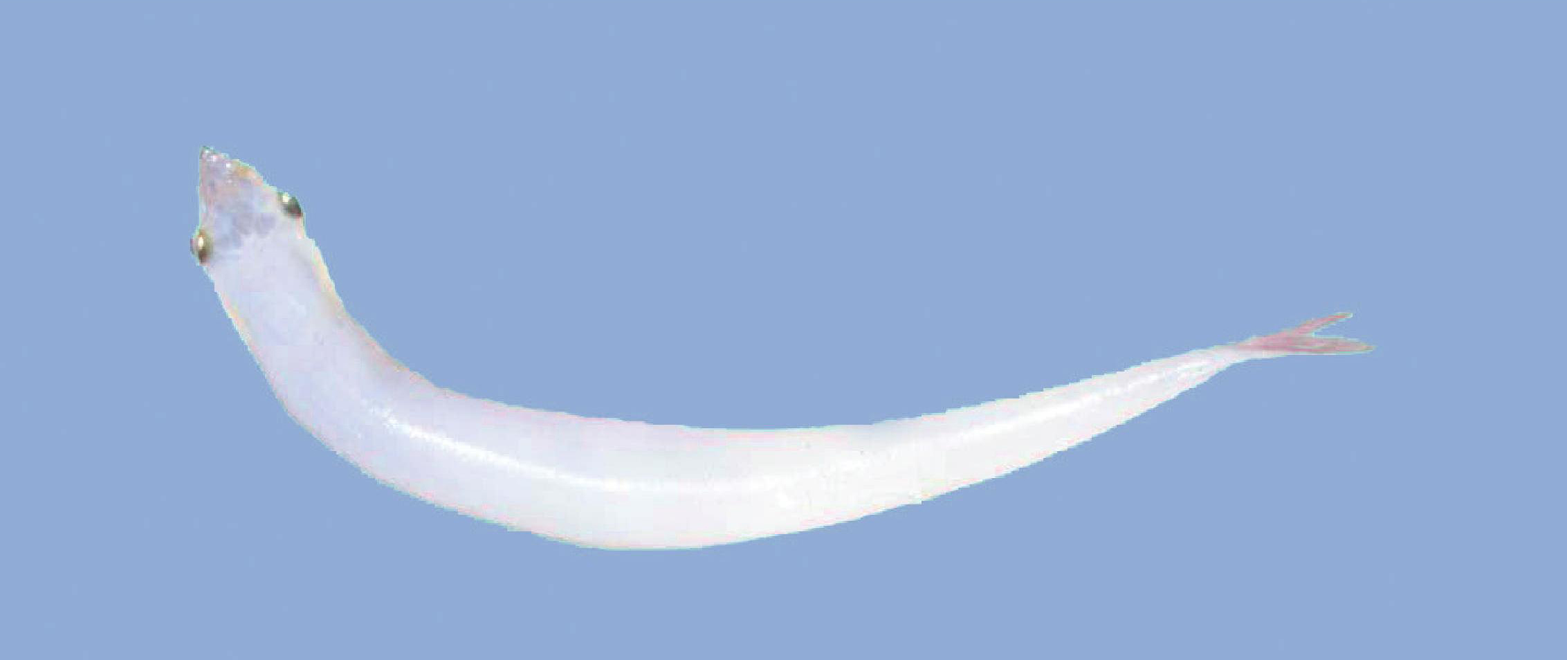 太湖银鱼-名特食品图谱-图片